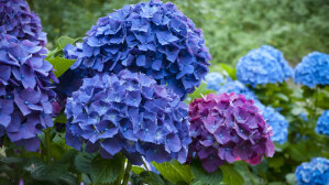 Hydrangea Macrophylla 'Renate Steiniger'